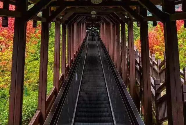 白露|來大峽谷賞秋景吃秋茶