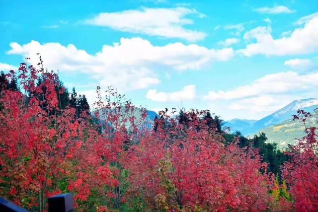 秋色無私到草花——恩施大峽谷秋景合集